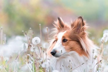 sheltie in field of dandelions.