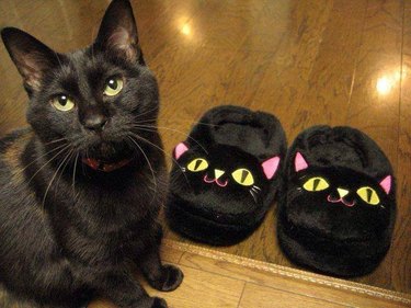 Black cat looking unimpressed by black cat slippers.