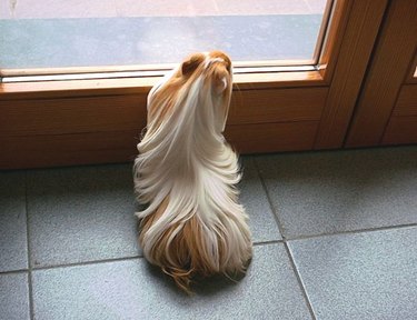Guinea pig with long hair