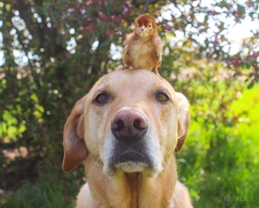 baby chick sits on dogs head