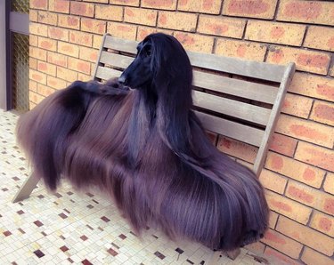 Afghan hound with long, silky hair.