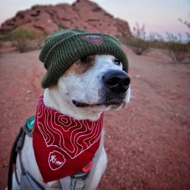 23 dogs living their best life as camping rock stars