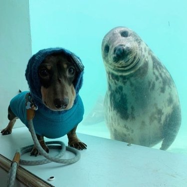 dog and seal pose for picture