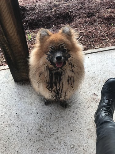 Pomeranian with its face covered in mud