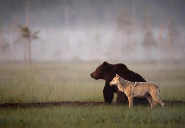 wolf and bear hunt together