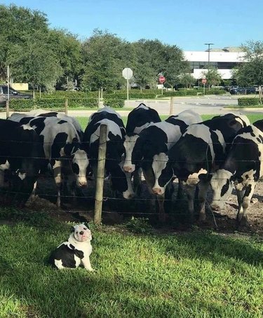 curious cows surround bulldog