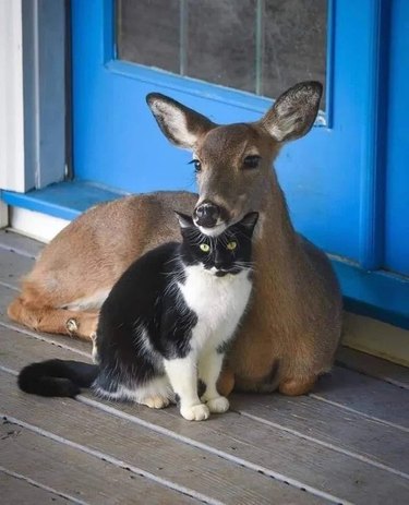 deer rests head on cat