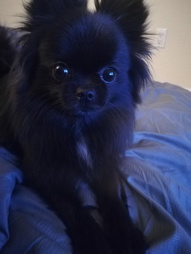 Black Pomeranian puppy