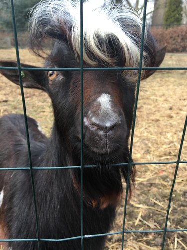 Goat with hair and beard.