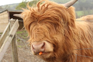 Cow with mop of red hair