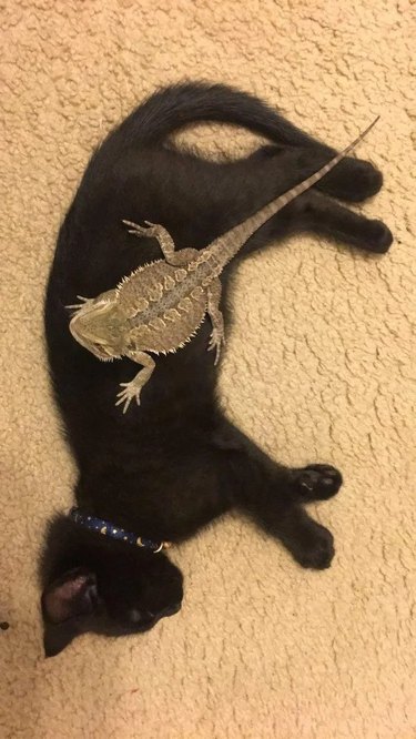 lizard sleeps on black cat