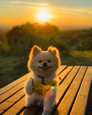 Pomeranian in front of a sunset