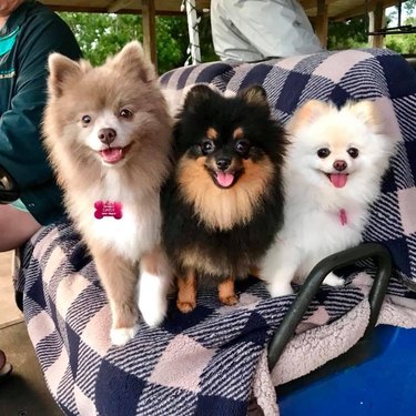 Three Pomeranians