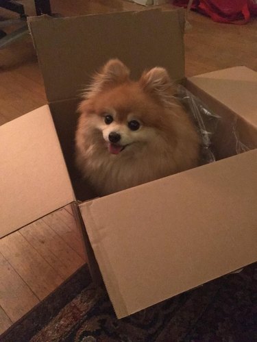 Pomeranian sitting in a cardboard box