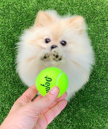 Pomeranian reaching for a tennis ball