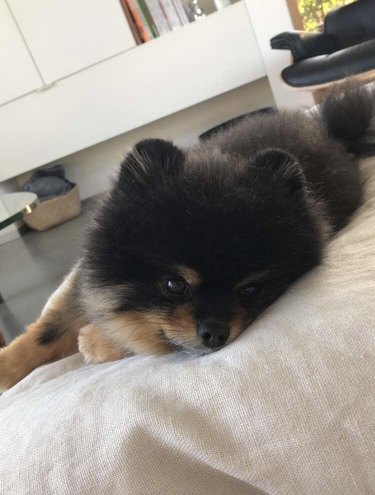 Pomeranian puppy