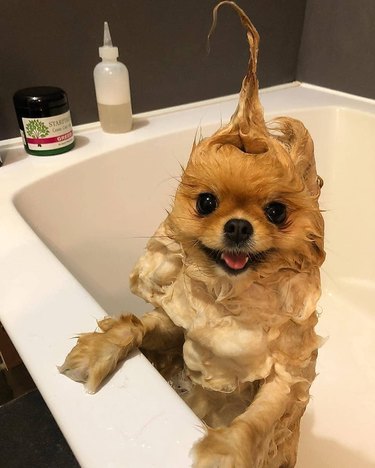 Pomeranian in a bathtub