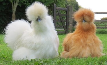 Two fluffy Silkie chickens.