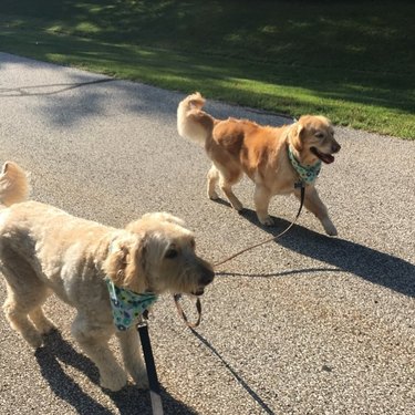 Dogs walking other dogs