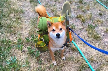dogs love camping