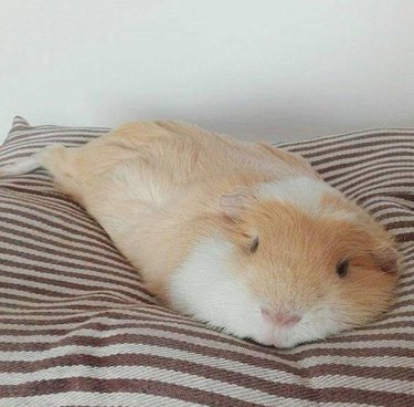 Guinea pig looks like it's melting.