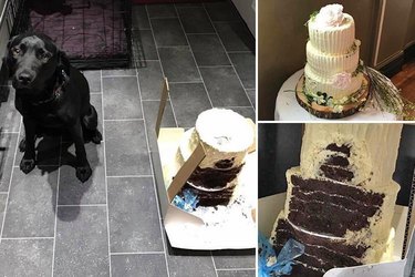 Dog ate the wedding cake!