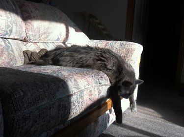 Cat in sunny spot looks like it's melting.