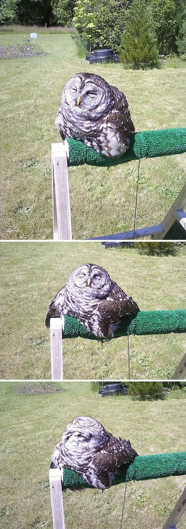 Owl looks like it's melting.