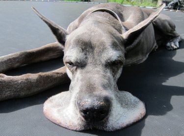 Great Dane with jowls looks like it's melting.