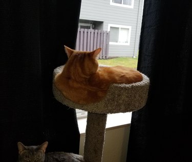Cat looks like it's melting over the side of cat tree.