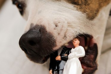 Dog eating wedding topper