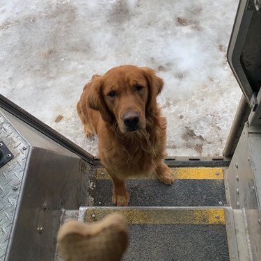 Dog waiting on the steps of a UPS truck for biscuit.