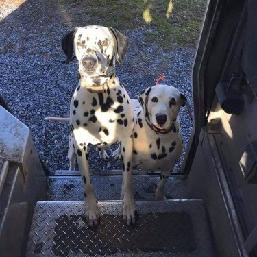 Two Dalmatians waiting on the steps of a UPS truck.