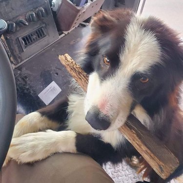 Dog carrying stick in cab of UPS truck.