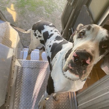 Great Dane standing inside a UPS truck.