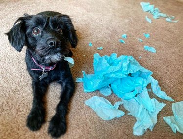 dog with chewed up blue tissue paper