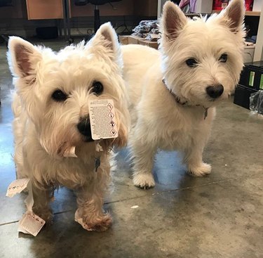 two westies with chewed up cards