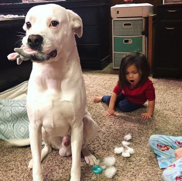 dog stealing a toy from a toddler