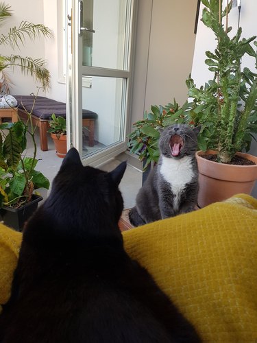 Two cats. One is yawning.