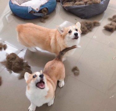 two corgis with chewed up bedding