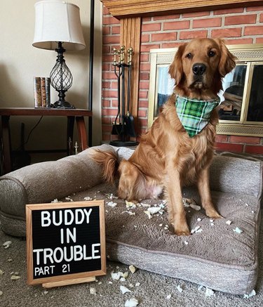 dog with chewed up paper