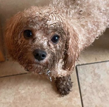dog with muddy muzzle