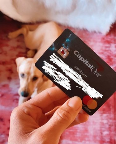 credit card with bite marks with guilty dog in the background