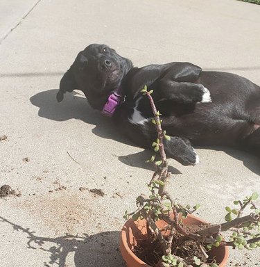 dog attacking a potted plant