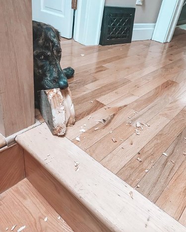 dog eating a piece of wood