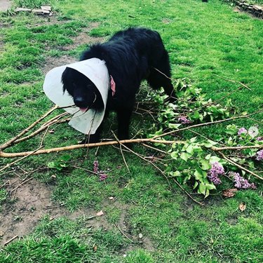 dog in a cone eating a tree