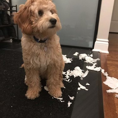 dog with chewed up toilet paper