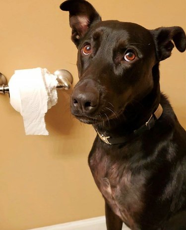 dog with half eaten roll of toilet paper