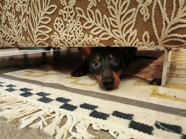 dog hiding under a bed