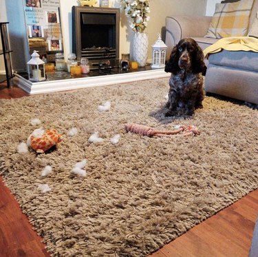 dog with chewed up giraffe toy